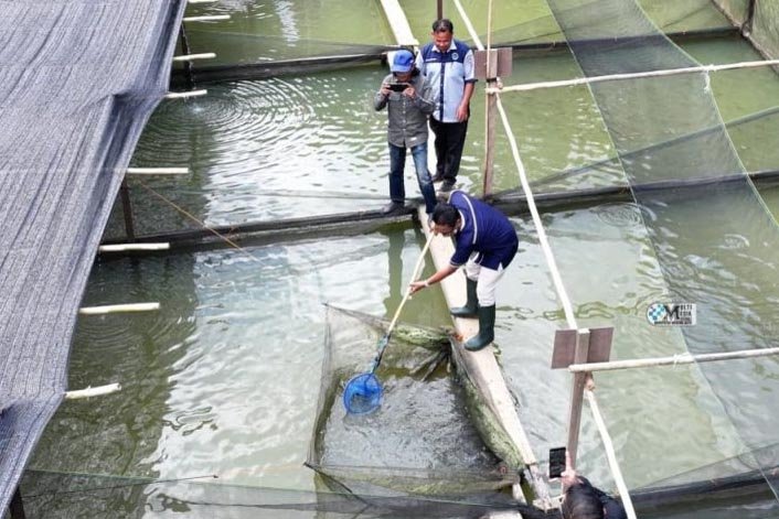 Bupati Mura Hadiri Panen Ikan Perdana Program Ketahanan Pangan BUMDes Hopakat Maju Bersama