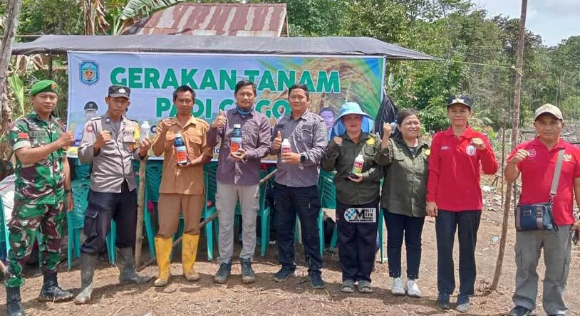 Pemkab Mura Laksanakan Gerakan Tanam Padi Gogo di Kelompok Tani Pakat Pio